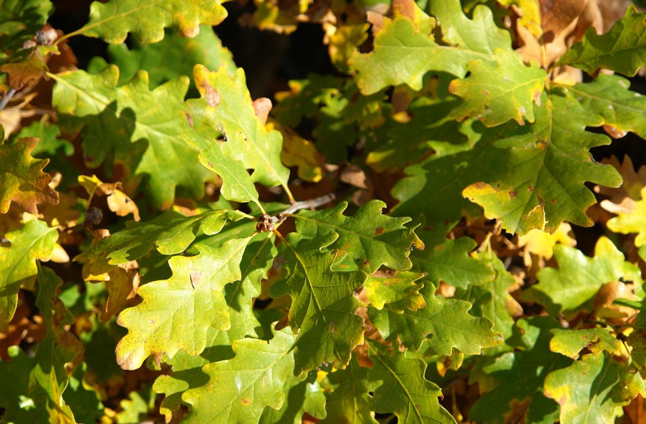 Terroir and Raw Materials - Kalina Barrel