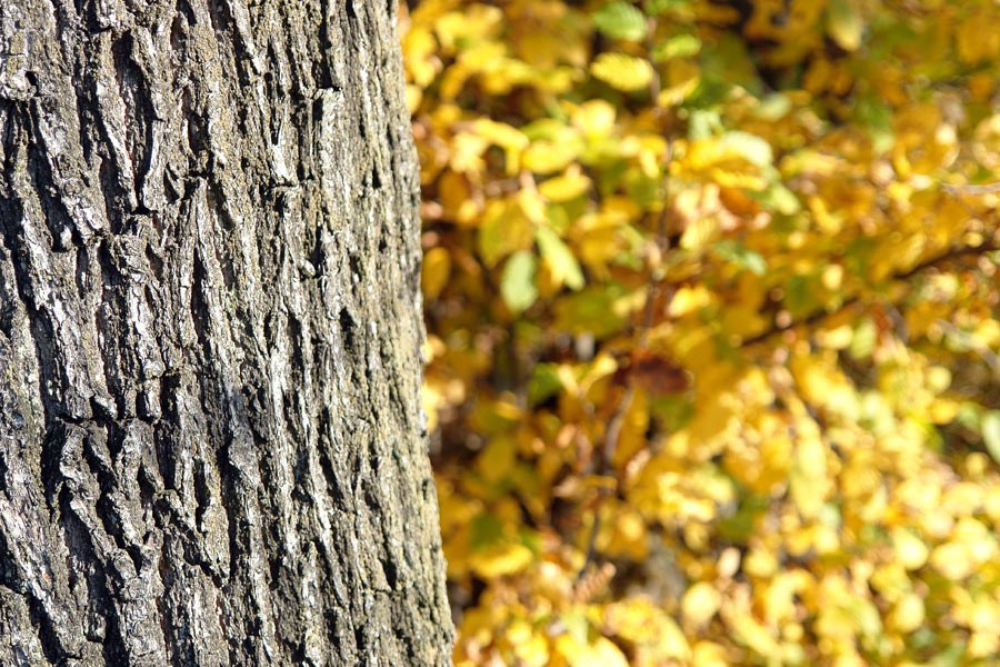 Terroir and Raw Materials - Kalina Barrel
